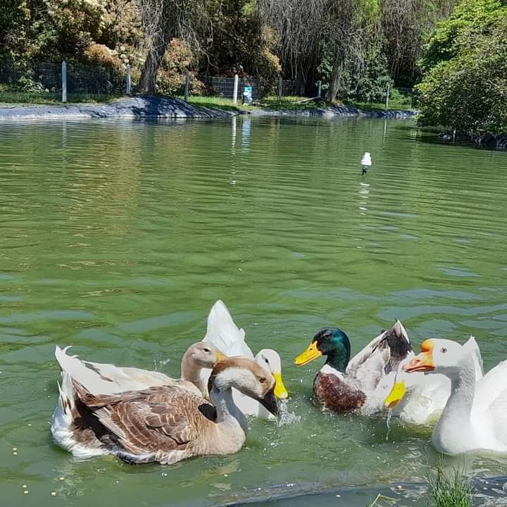 Patos en el lago de Mansión del Lago - ambiente natural y sereno